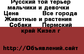 Русский той-терьер мальчики и девочки › Цена ­ 8 000 - Все города Животные и растения » Собаки   . Пермский край,Кизел г.